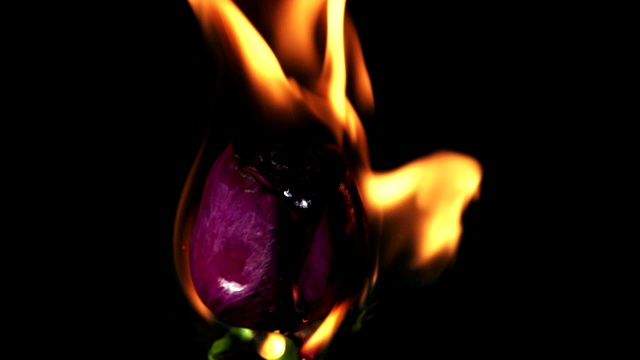 近距离拍摄的红色玫瑰在火焰和燃烧视频素材