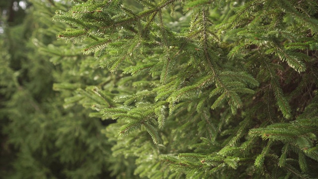 新鲜的云杉幼枝带着绿色的针叶在针叶林的背景下随风移动视频素材