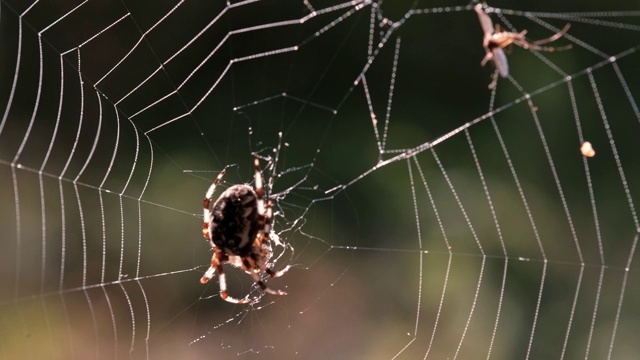 蜘蛛在森林里织网。受害者掉进了网里。视频素材