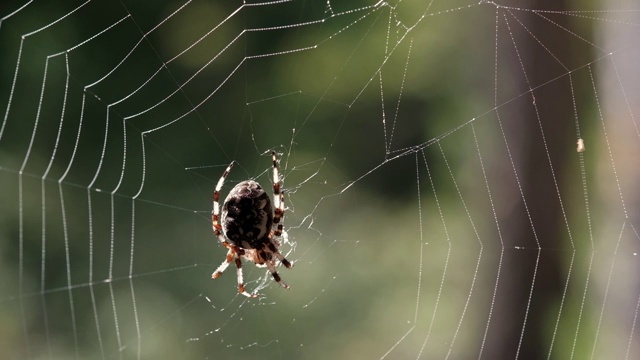 蜘蛛在森林里织网。受害者掉进了网里。视频素材