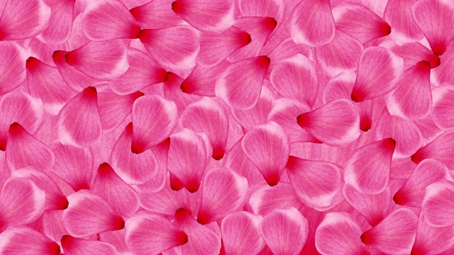 情人节粉色玫瑰花瓣延时色调背景，无缝循环视频下载