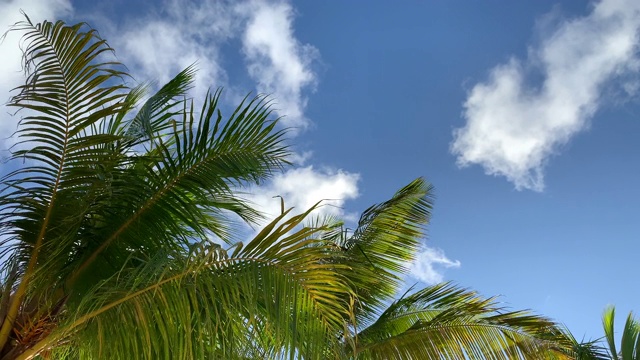 棕榈树与风对抗蓝天和云视频素材