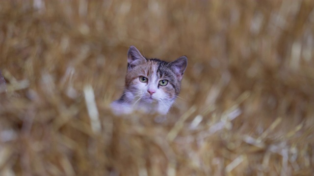 半驯化半野生的农场猫在干草仓里。视频下载