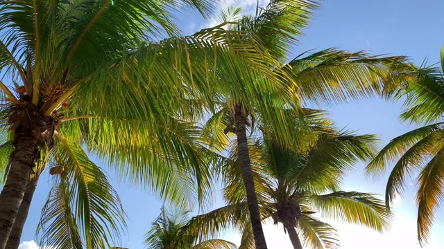 棕榈树与风对抗蓝天和云视频下载