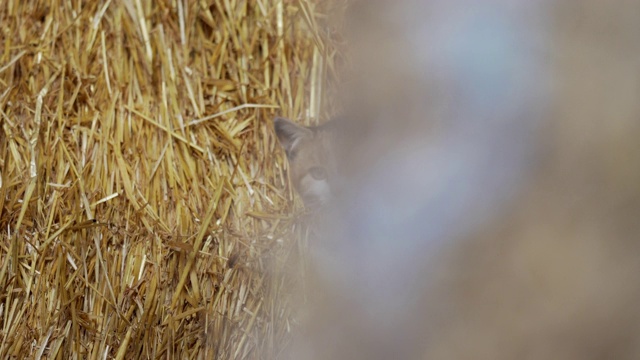 半驯化半野生的农场猫在干草仓里。视频下载