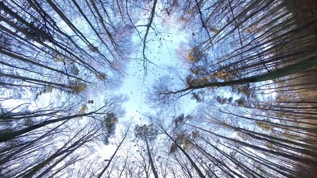 漫步秋林，仰望天空广角透视视频素材