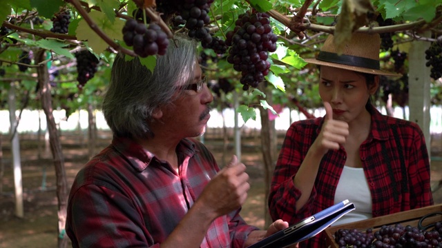 叔叔和她的孙女谈论在葡萄成熟期检查葡萄。视频下载