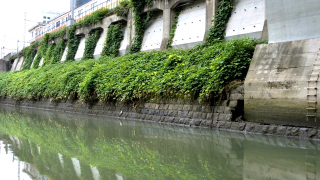 日本东京墙上的绿藤视频下载