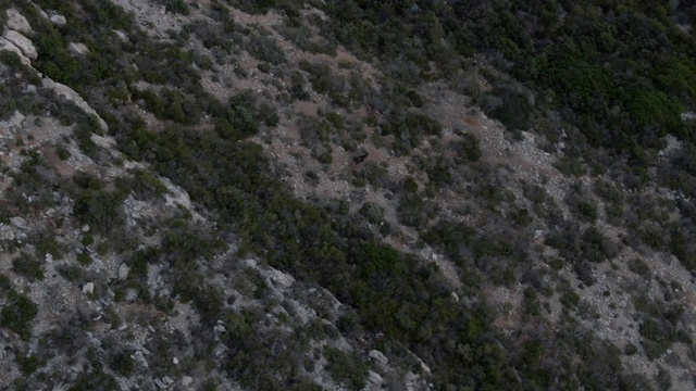 无人机拍摄到一只山羊从山坡上跑下来视频素材
