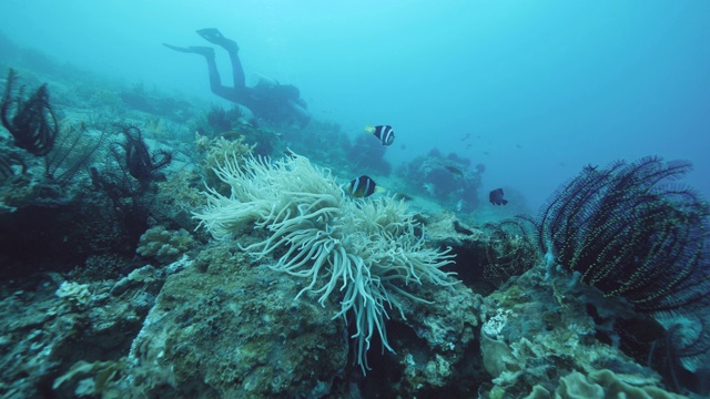 水下海鱼，羽星海百合，珊瑚和潜水员在海底。视频素材