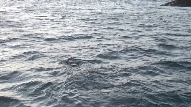 无人机拍摄到一名潜水员在海洋中游泳视频素材