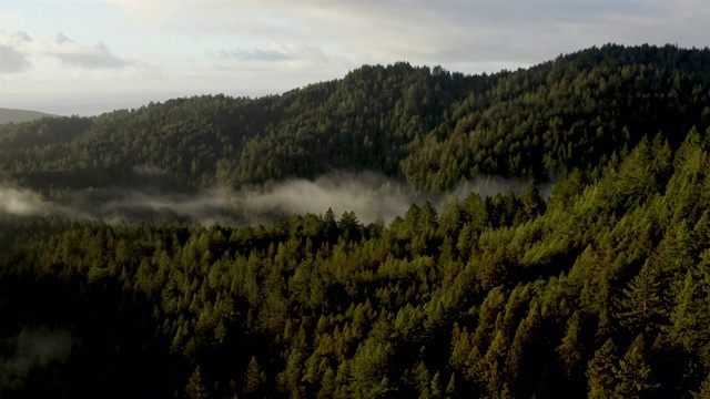旧金山湾:清晨的红木森林:空中视频下载