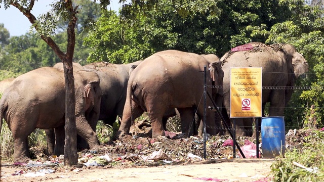 野生亚洲象吃垃圾，斯里兰卡视频下载