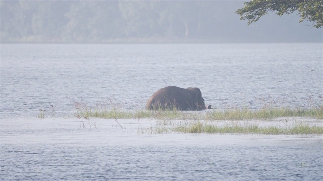 大象在水里觅食视频素材