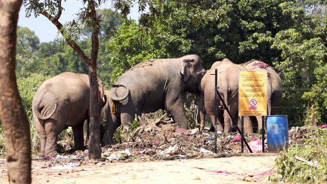 野生亚洲象吃垃圾，斯里兰卡视频下载