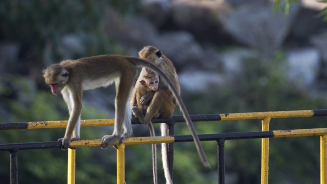 来自斯里兰卡的野生托克猕猴视频下载