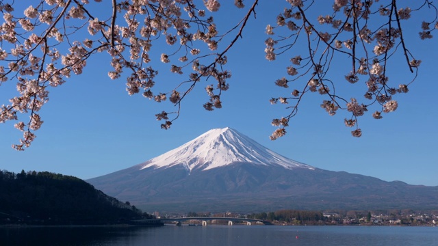富士山和川口湖的樱花(放大)视频素材