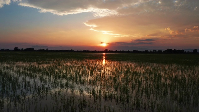 全景视频风景的绿色田野与水稻在日落视频下载