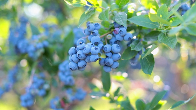 灌木上的蓝莓视频下载