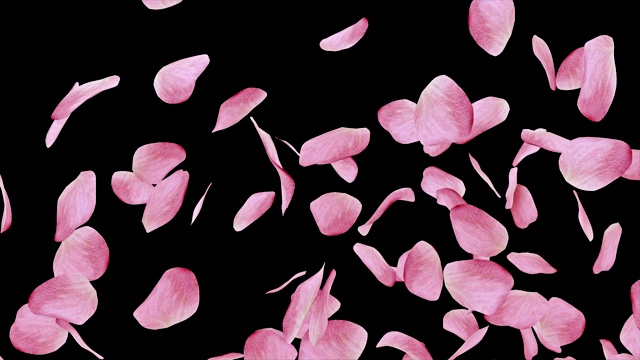 落玫瑰花瓣粉红色+环+阿尔法视频下载