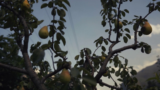 梨子果实在果园的树上视频下载