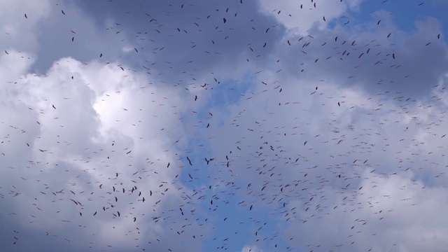 一群鹳在蓝天和蓬松的云中飞翔的慢镜头背景视频素材