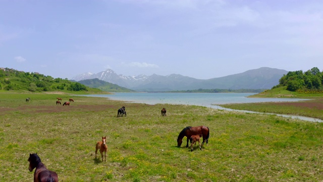 马在阳光明媚的田园牧草地上吃草，意大利加尔加诺国家公园视频下载