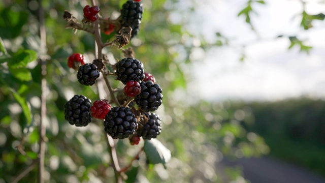 黑莓成熟了，适合觅食视频下载