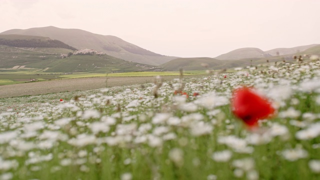 意大利翁布里亚，田园诗般的山谷里，野花在微风中摇曳视频素材