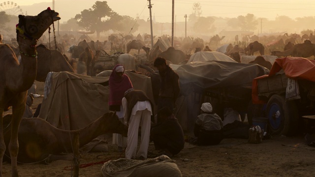 印度骆驼市场的骆驼商人。视频下载