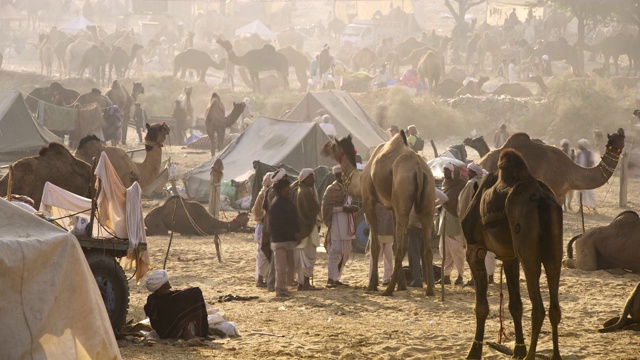印度骆驼市场的骆驼商人。视频下载