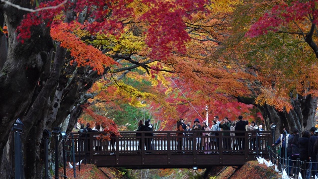 秋天的落叶，日本的枫树走廊。视频下载