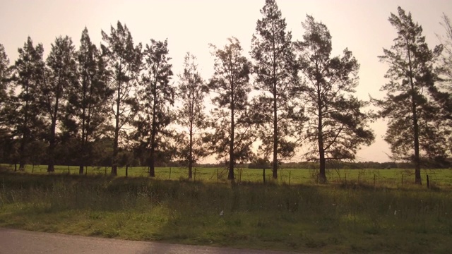 驾驶在一个乡村边路，山谷，司机乘客窗口查看松树- POV板-观点的观点前面视频下载
