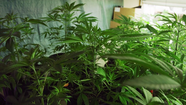 许多大麻(大麻)植物生长在室内种植设施的人工灯光下(大麻)视频素材