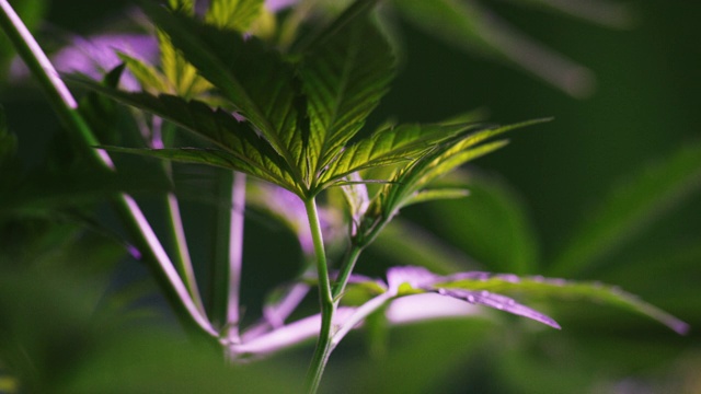 大麻(大麻)植物叶子的特写镜头视频素材
