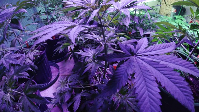 在室内种植设施的紫光下向下拍摄许多大麻(大麻)植物(大麻)视频素材