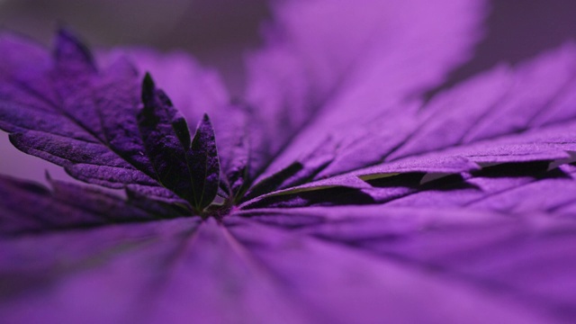 室内紫光下的大麻叶子特写镜头(大麻)视频素材