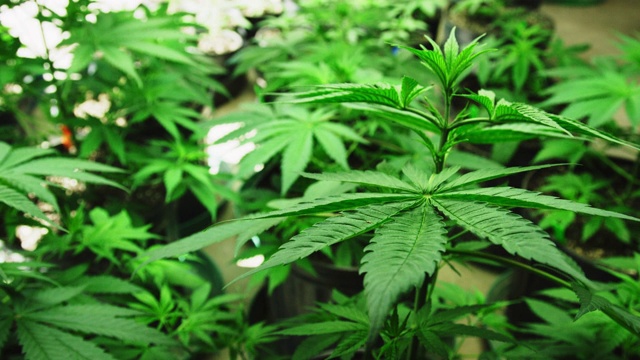 室内种植设施人工照明下的大麻(大麻)植物向下拍摄(大麻)视频素材
