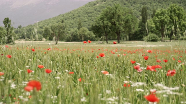 意大利翁布里亚，在阳光明媚的田园诗般的山谷中生长着罂粟花视频素材