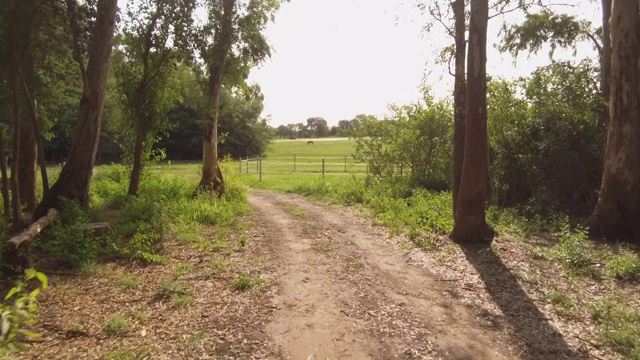 驾驶缓慢地骑着一辆自行车在森林内部土路- POV牌照视频下载