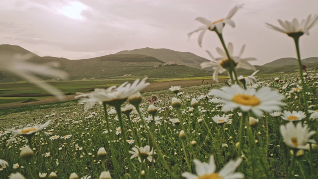 意大利翁布里亚，卡斯泰鲁奇奥，在宁静的田园诗般的山地草地上生长着野生的雏菊视频素材