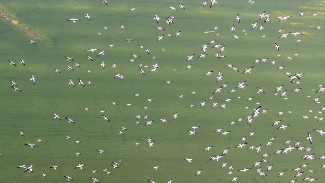 鸟瞰图/草裙舞谷上空一群正在迁徙的白鹳视频下载