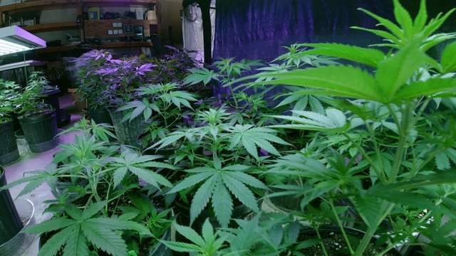 许多大麻(大麻)植物生长在室内种植设施的人工灯光下(大麻)视频素材