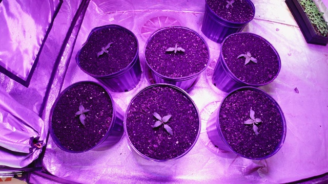 在室内种植设备的紫光下的小盆中生长的几棵大麻幼苗向上拍摄(大麻)视频素材