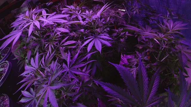 相机从一组在人工白光下生长的大麻(大麻)植物移动到一组在室内生长设备(大麻)紫光下生长的植物(大麻)视频素材