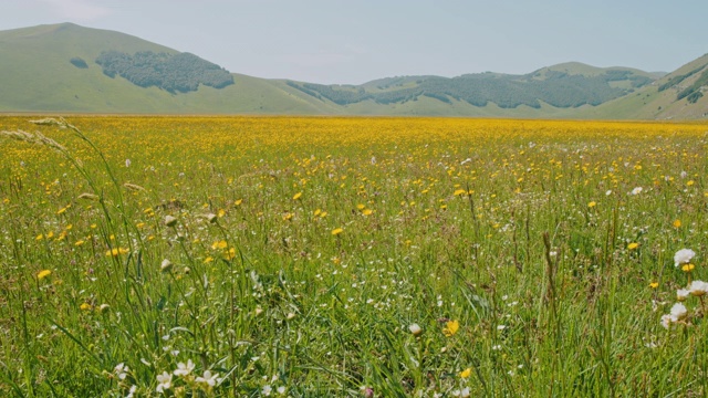 阳光明媚的田园诗般的山地草地，卡斯特鲁奇奥，翁布里亚，意大利视频素材