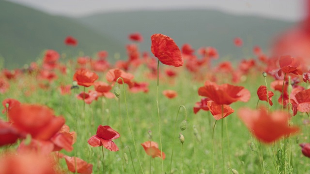 意大利翁布里亚的卡斯特鲁奇奥，红色的罂粟花在微风吹拂的草地上摇曳视频素材