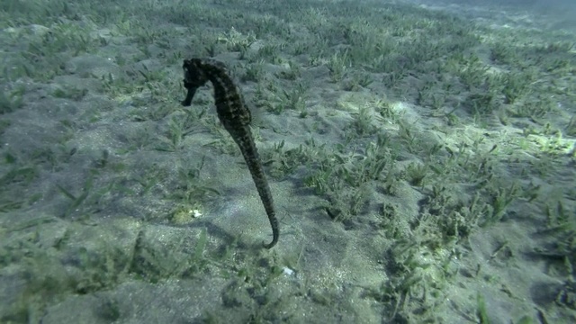 近景海马慢慢游过被绿藻覆盖的沙底，水下微距拍摄视频下载