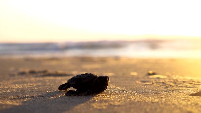 一只小赤蠵龟在海滩上爬行视频下载