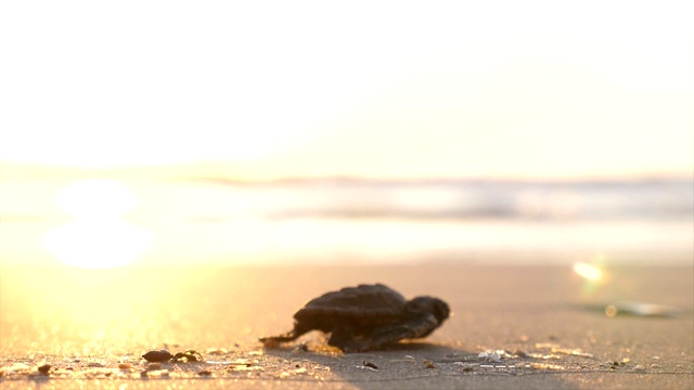 一只小赤蠵龟在海滩上爬行视频下载